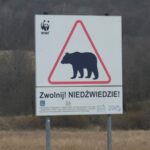 В Польщі на кордоні з Україну ведмідь загриз жінку