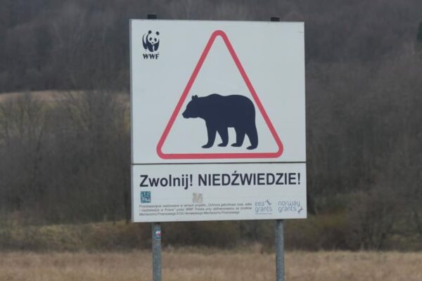 В Польщі на кордоні з Україну ведмідь загриз жінку
