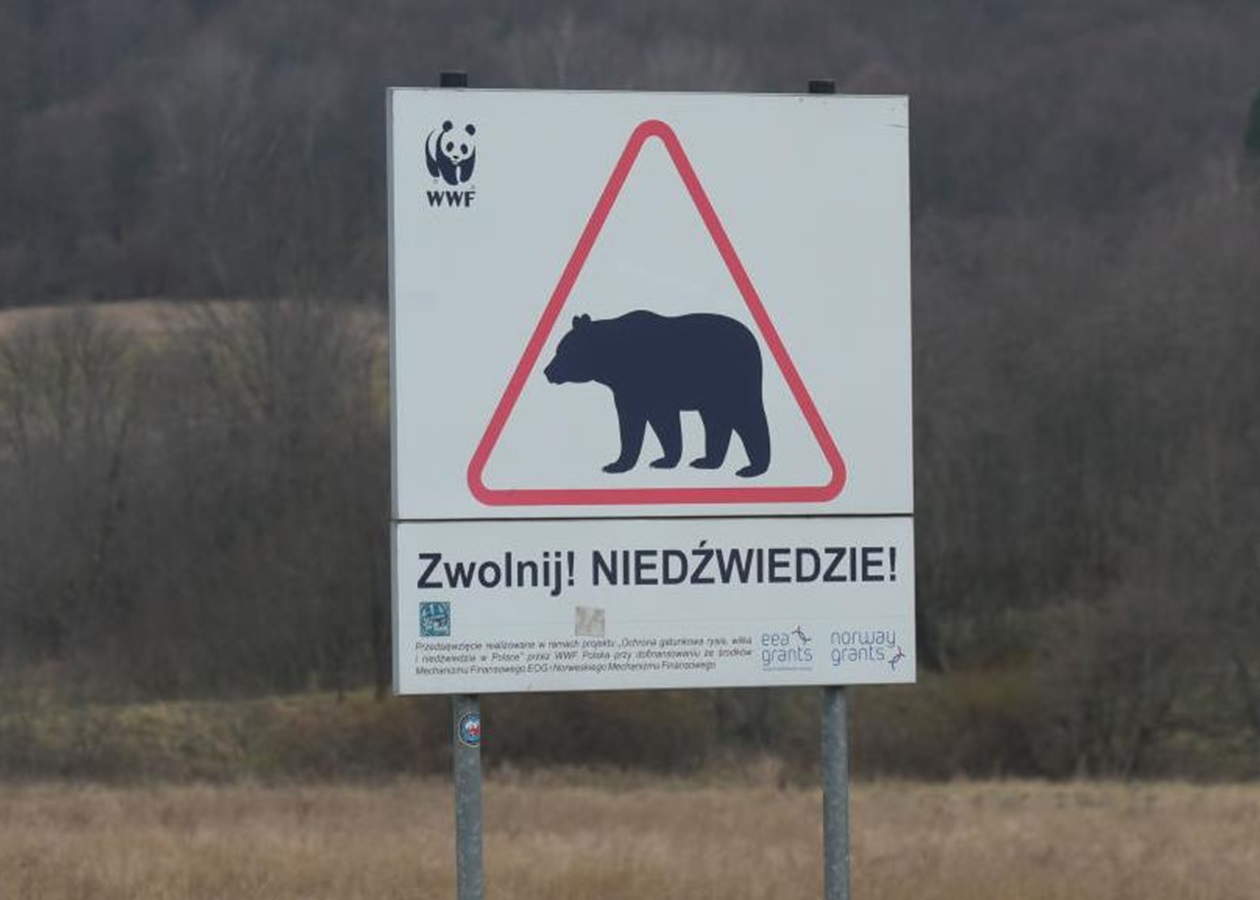 В Польщі на кордоні з Україну ведмідь загриз жінку