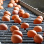 Україна у березні експортувала рекордний обсяг яєць за останні 5 років