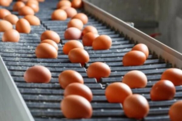 Україна у березні експортувала рекордний обсяг яєць за останні 5 років