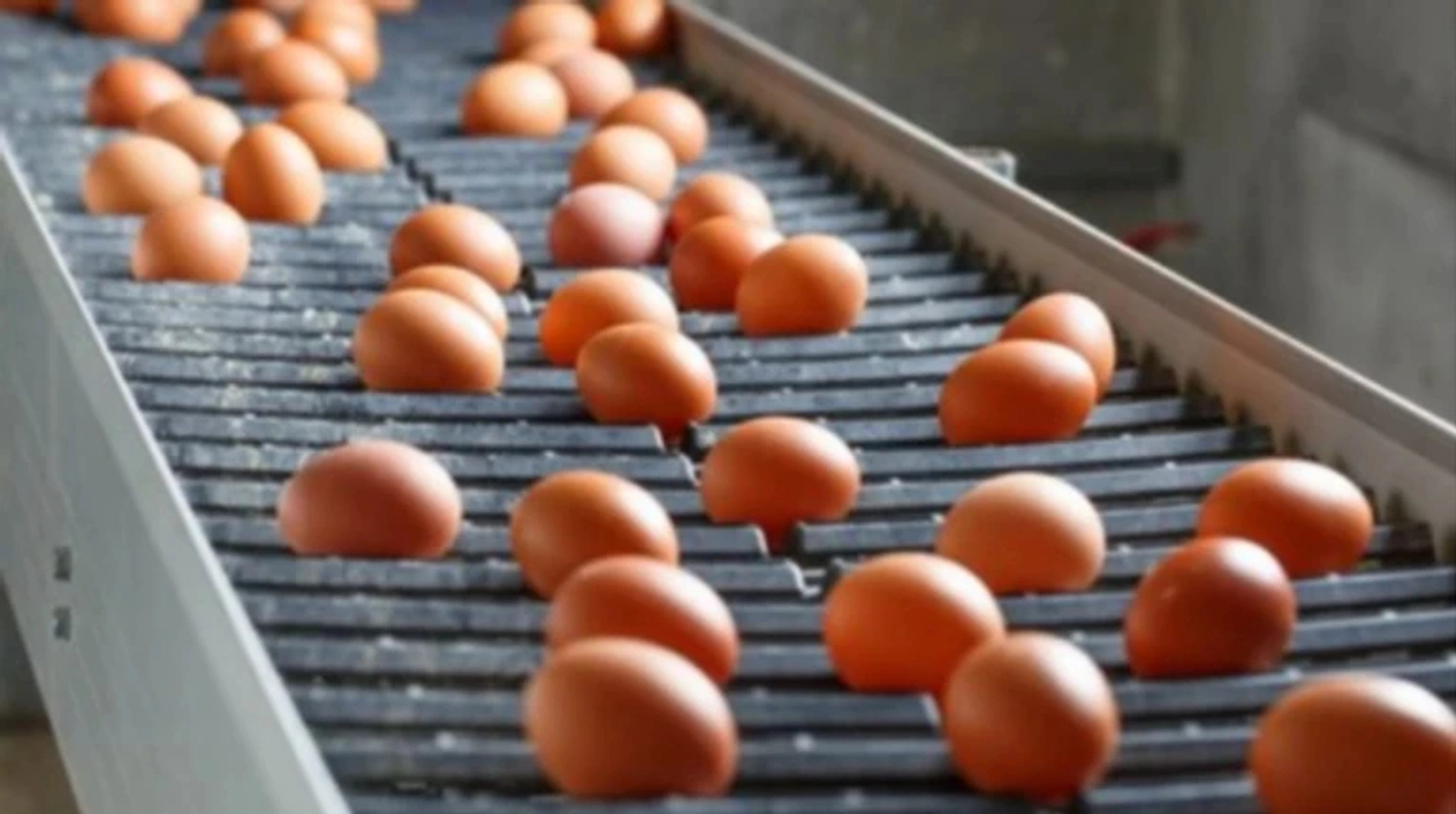 Україна у березні експортувала рекордний обсяг яєць за останні 5 років