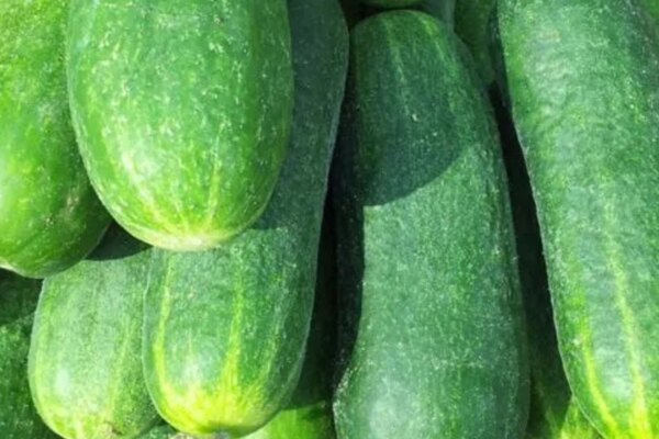 Ціни на огірки продовжують стрімко знижуватися